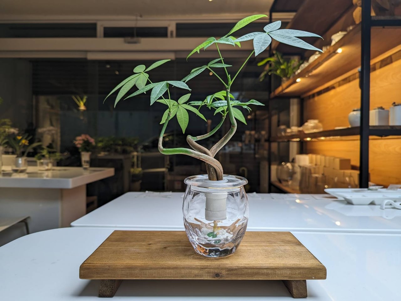 Bio Bonsai with a pachira plant, photographed for our past project